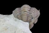 Bargain, Enrolled Paciphacops Trilobite - Oklahoma #68617-3